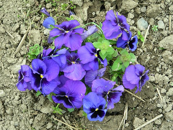 pansy in flower